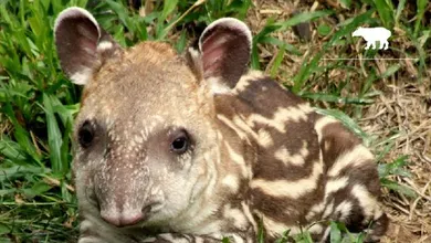 Zool&oacute;gico de Porto Alegre sugeriu o nome de Dunga para filhote de anta