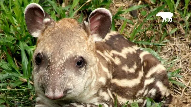 Zool&oacute;gico de Porto Alegre sugeriu o nome de Dunga para filhote de anta