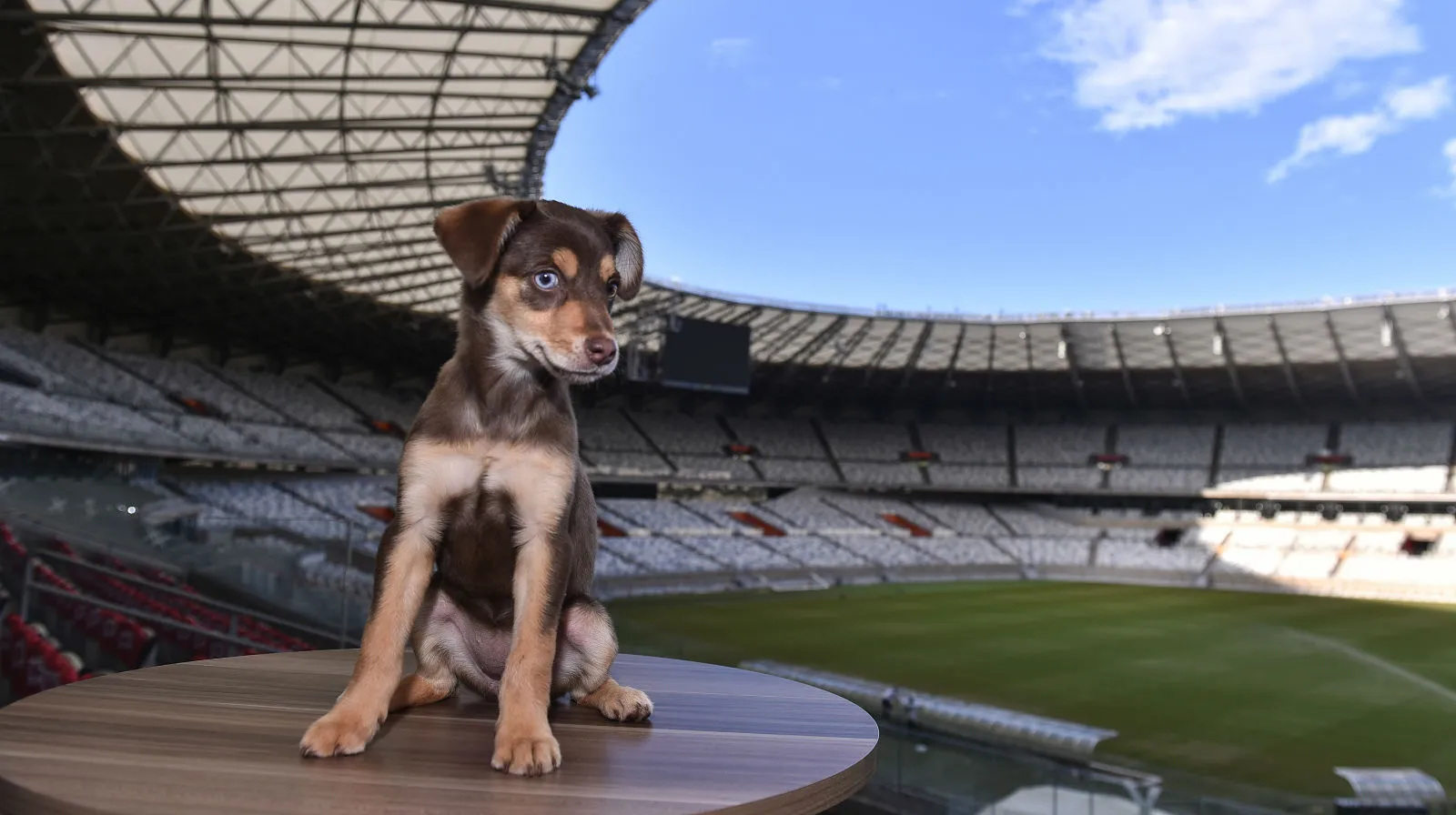 Mineir&atilde;o ganha uma vira-lata como mascote e busca incentivar ado&ccedil;&atilde;o de animais