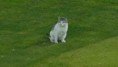 Jogo do Pachuca &eacute; paralisado pelas invas&otilde;es de um cachorro e de um gato