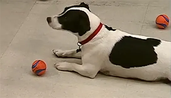 Por que &eacute; hora de parar com essa hist&oacute;ria de animais que fazem previs&otilde;es